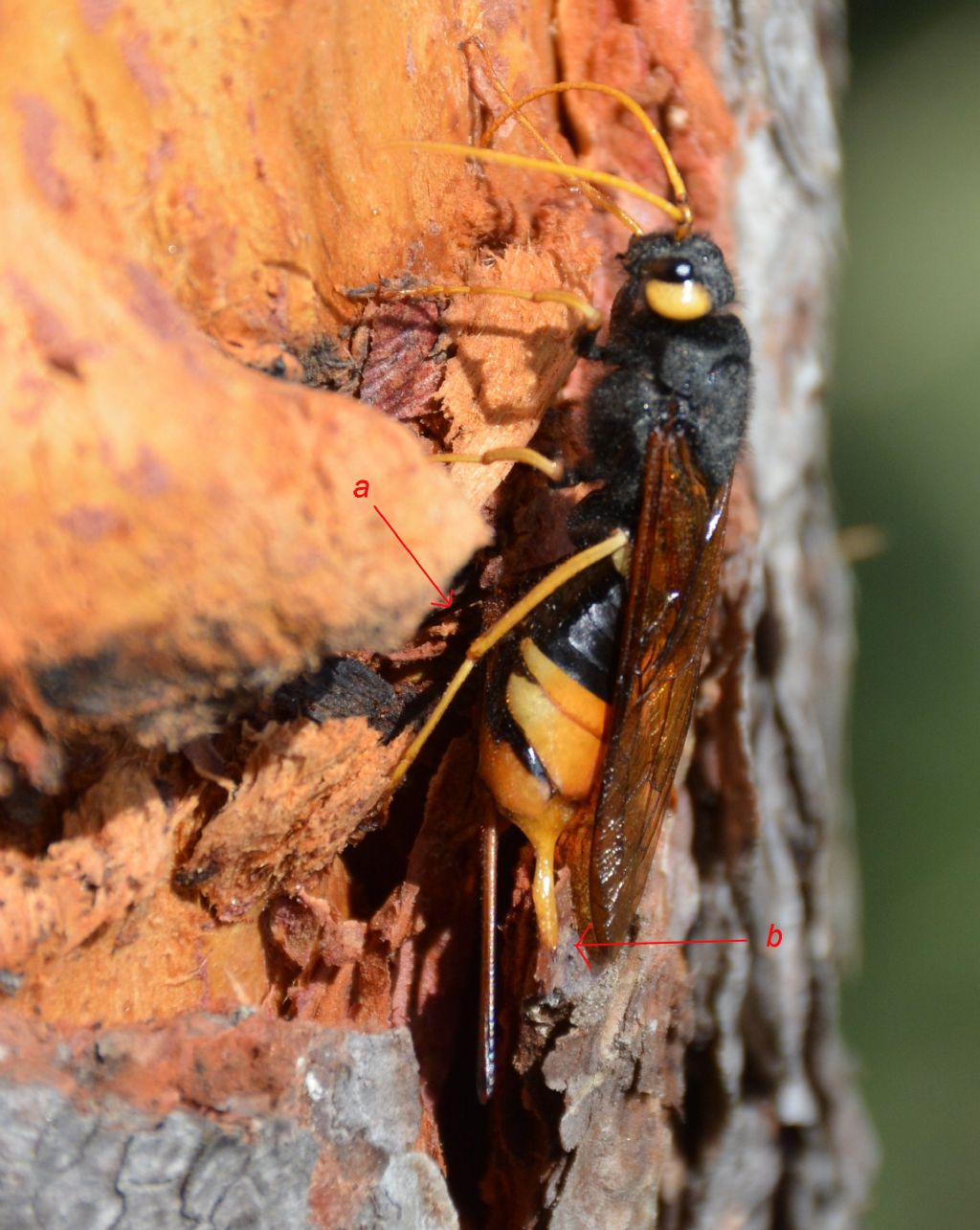 Tremex fuscicornis? no, Urocerus gigas